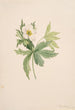 Anémone du Canada Anemone canadensis - Mary Vaux Walcott — artwork view