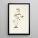 Anémonelle Syndesmon thalictroides - Mary Vaux Walcott — framed artwork on a wall