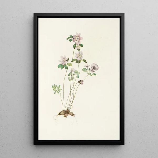 Anémonelle Syndesmon thalictroides - Mary Vaux Walcott — framed artwork on a wall