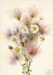Plume d'Apache Fallugia paradoxa - Mary Vaux Walcott — artwork view