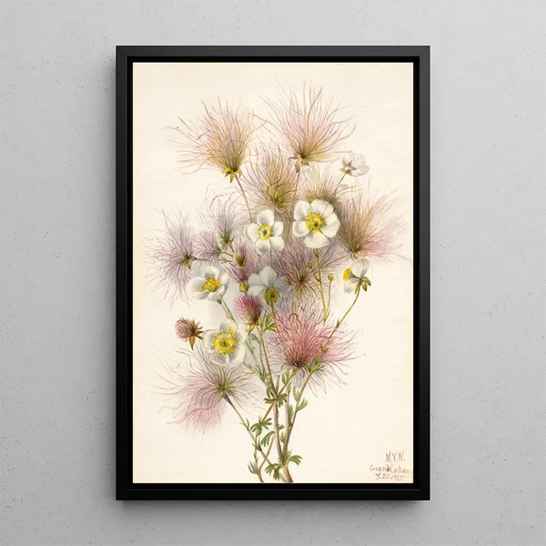 Plume d'Apache Fallugia paradoxa - Mary Vaux Walcott — framed artwork on a wall