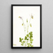 Ancolie sans éperon Aquilegia ecalcarata - Mary Vaux Walcott — framed artwork on a wall