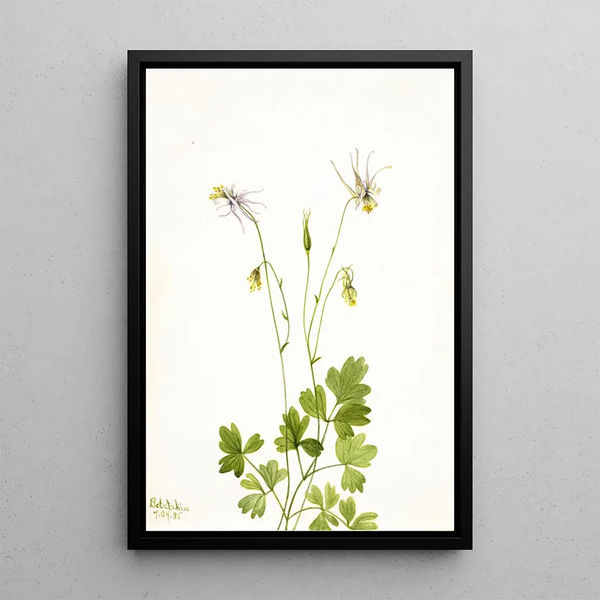 Ancolie sans éperon Aquilegia ecalcarata - Mary Vaux Walcott — framed artwork on a wall