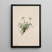 Arabis drummondii painting - Mary Vaux Walcott — framed artwork on a wall