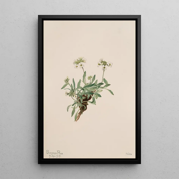 Arabis drummondii painting - Mary Vaux Walcott — framed artwork on a wall