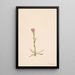 Arabis lyallii - Mary Vaux Walcott — framed artwork on a wall