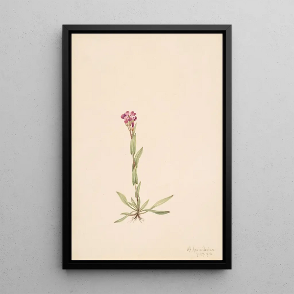 Arabis lyallii - Mary Vaux Walcott — framed artwork on a wall
