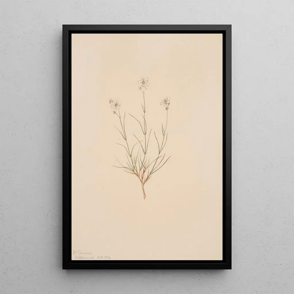 Arenaria formosa - Mary Vaux Walcott — framed artwork on a wall