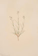 Arenaria formosa - Mary Vaux Walcott — artwork view