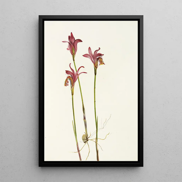 Aréthuse Arethusa bulbosa - Mary Vaux Walcott — framed artwork on a wall