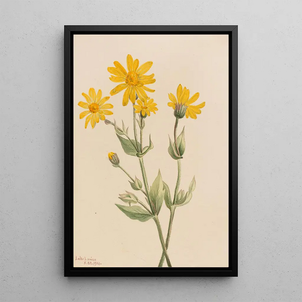 Arnica Arnica latifolia - Mary Vaux Walcott | Painting — framed artwork on a wall