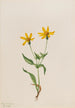 Arnica alpine Arnica alpina - Mary Vaux Walcott — artwork view