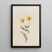 Arnica alpine Arnica alpina - Mary Vaux Walcott — framed artwork on a wall