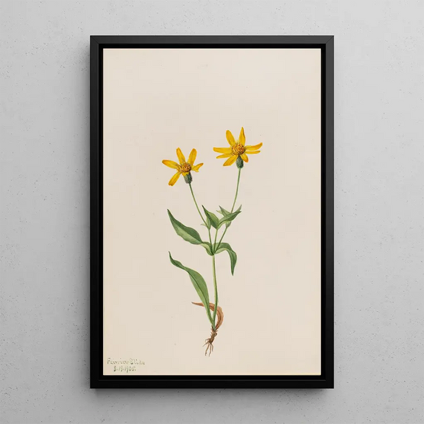 Arnica alpine Arnica alpina - Mary Vaux Walcott — framed artwork on a wall