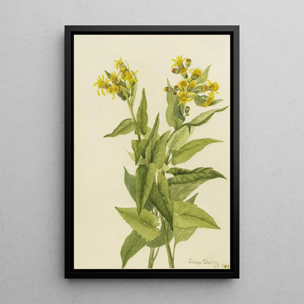 Senecio à feuilles de flèche Senecia triangularis - Mary Vaux Walcott — framed artwork on a wall