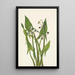 Sagittarius in arrow Sagittaria cuneata - Mary Vaux Walcott — framed artwork on a wall