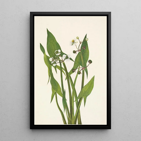 Sagittarius in arrow Sagittaria cuneata - Mary Vaux Walcott — framed artwork on a wall