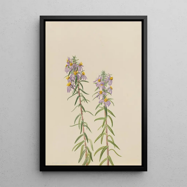 Aster Aster hirariifolius - Mary Vaux Walcott — framed artwork on a wall
