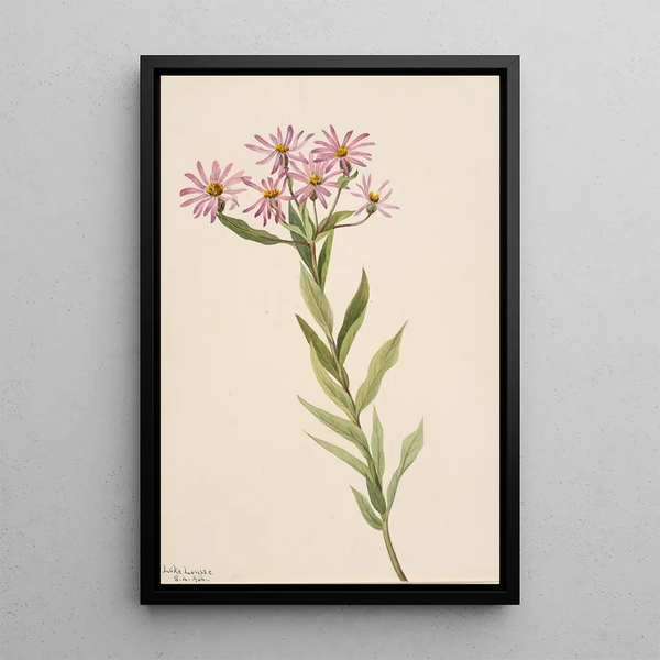 Aster d'Engelmann - Mary Vaux Walcott — framed artwork on a wall