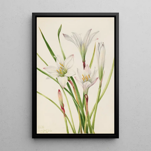 Lis d'Atamasco Atamosco atamasco - Mary Vaux Walcott — framed artwork on a wall
