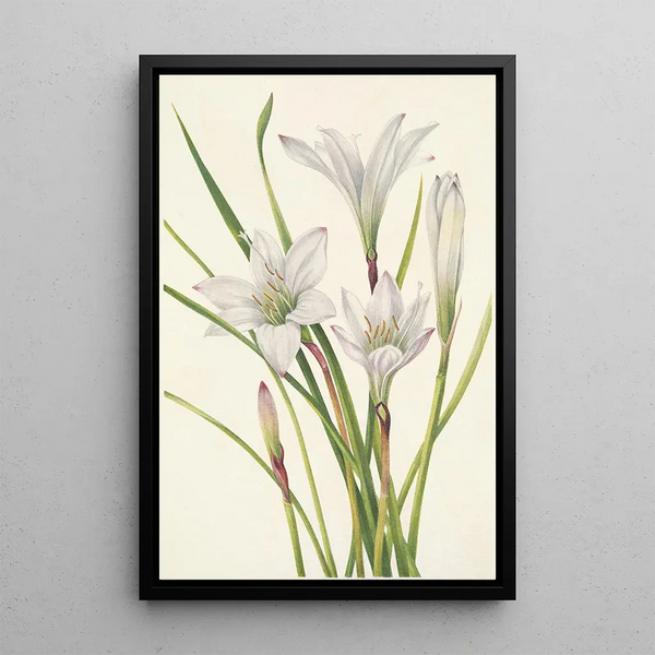 Lis d'Atamasco Atamosco atamasco - Mary Vaux Walcott — framed artwork on a wall
