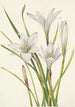 Lis d'Atamasco Atamosco atamasco - Mary Vaux Walcott — artwork view