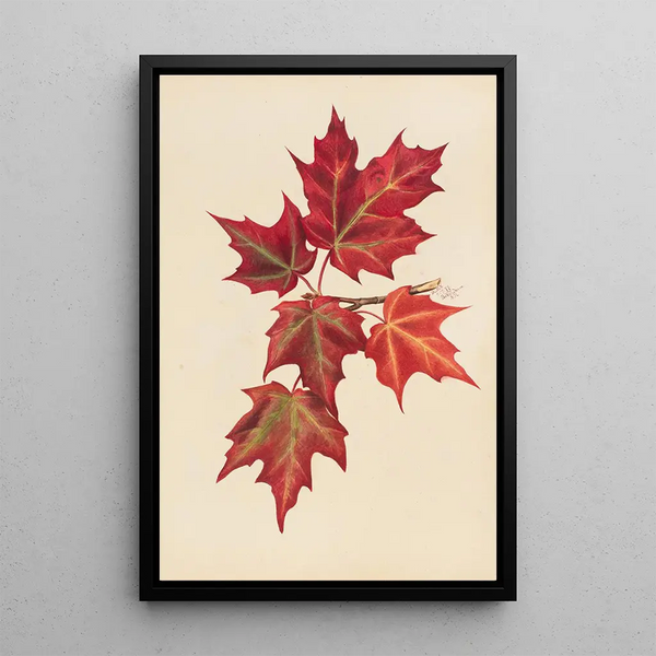 Autumn Leaves - Mary Vaux Walcott — framed artwork on a wall