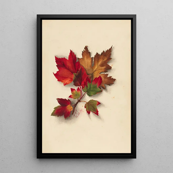 Autumn Leaves 2 - Mary Vaux Walcott — framed artwork on a wall