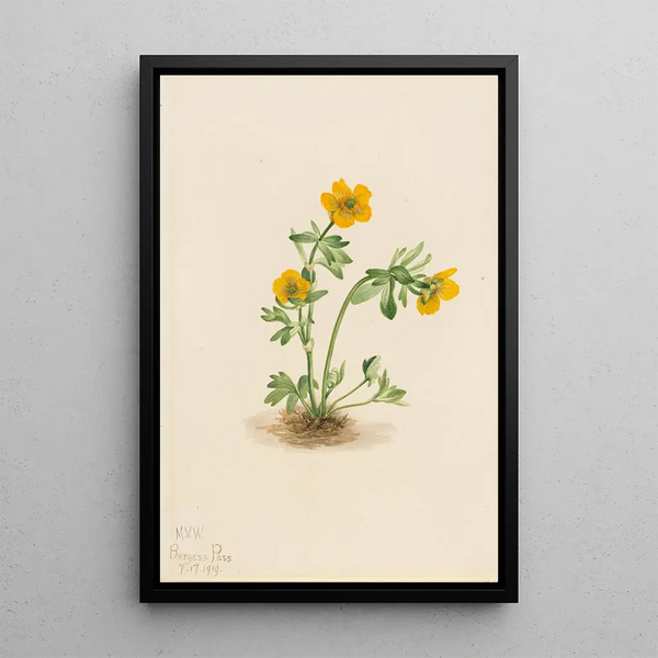 Ranunculus suksdorfii - Mary Vaux Walcott | Painting — framed artwork on a wall