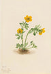Ranunculus suksdorfii - Mary Vaux Walcott | Painting — artwork view