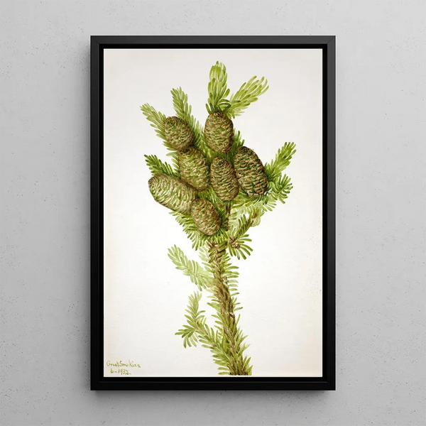 Fir Albies fraseri - Mary Vaux Walcott — framed artwork on a wall
