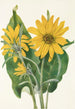 Balsamorhize sagittée Balsamorhiza sagittata - Mary Vaux Walcott — artwork view