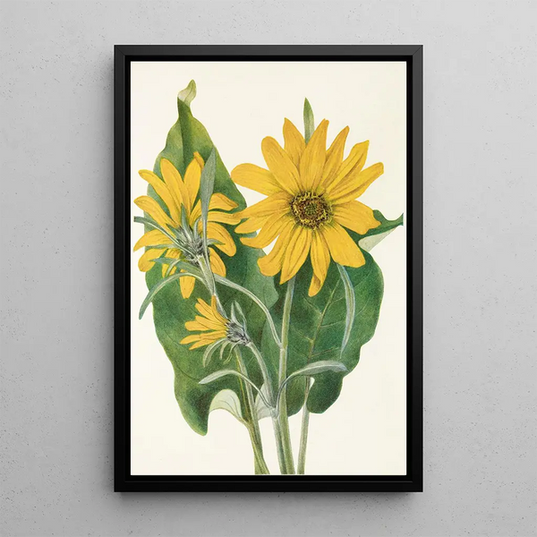 Balsamorhize sagittée Balsamorhiza sagittata - Mary Vaux Walcott — framed artwork on a wall