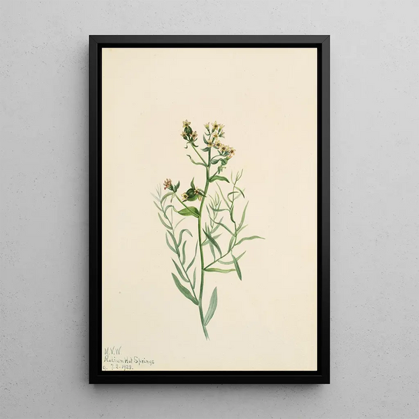 Faux-lin Comandra pallida - Mary Vaux Walcott — framed artwork on a wall