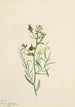 Faux-lin Comandra pallida - Mary Vaux Walcott — artwork view