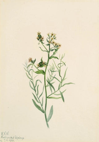 Mary Vaux Walcott - Bastard Toadflax Comandra pallida.webp