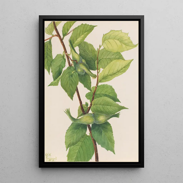 Hazelnut with Corylus rostrata beak - Mary Vaux Walcott — framed artwork on a wall