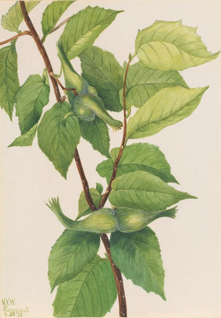 Mary Vaux Walcott - Beaked Hazelnut Corylus rostrata.webp