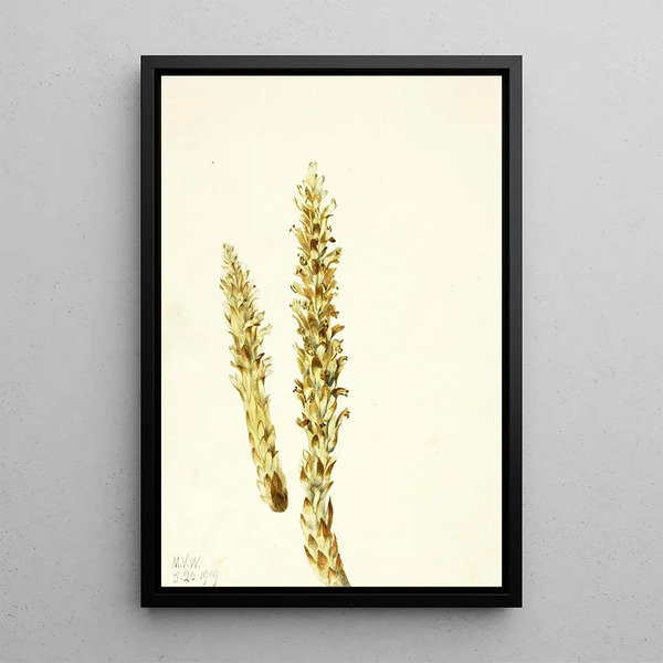Maïs d'ours Conopholis americana - Mary Vaux Walcott — framed artwork on a wall