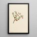 Busserole Arctostaphylos uvaursi - Mary Vaux Walcott — framed artwork on a wall