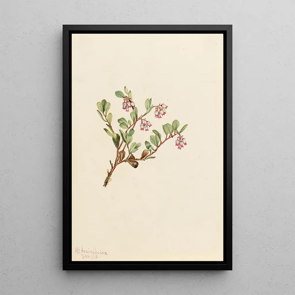 Busserole Arctostaphylos uvaursi - Mary Vaux Walcott — framed artwork on a wall