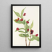 Chèvrefeuille involucré Lonicera involucrata - Mary Vaux Walcott — framed artwork on a wall