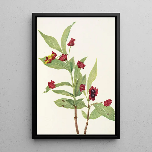 Chèvrefeuille involucré Lonicera involucrata - Mary Vaux Walcott — framed artwork on a wall