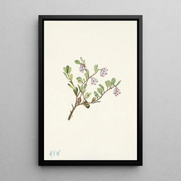 Fleur de busserole Arctostaphylos uvaursi - Mary Vaux Walcott — framed artwork on a wall