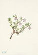 Fleur de busserole Arctostaphylos uvaursi - Mary Vaux Walcott — artwork view