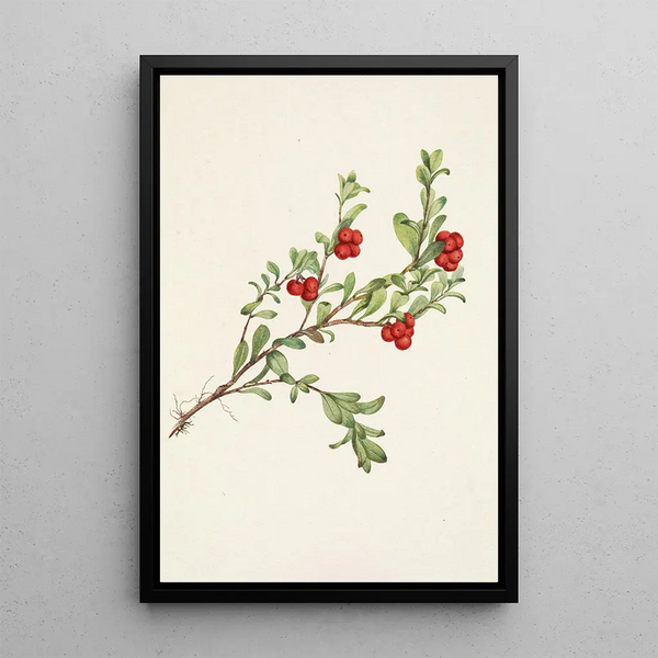 Arctostaphylos uva-ursi berry - Mary Vaux Walcott — framed artwork on a wall