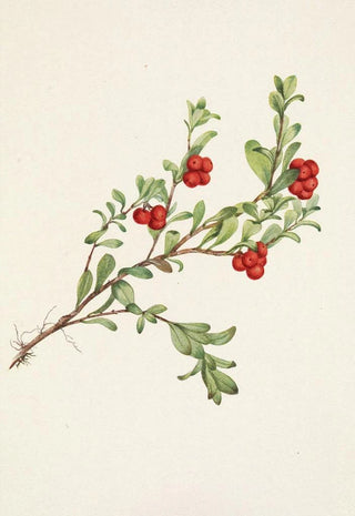 Mary Vaux Walcott - Bearberry fruit Arctostaphylos uvaursi.webp