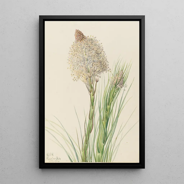 Xérophylle tenace Xerophyllum tenax - Mary Vaux Walcott — framed artwork on a wall