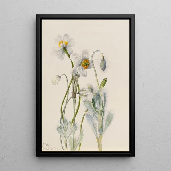 Poppy of Merriam Arctomecon merriami - Mary Vaux Walcott — framed artwork on a wall