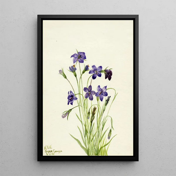 Campanula Campanula - Mary Vaux Walcott — framed artwork on a wall